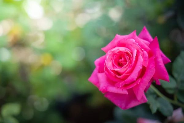 Rosas en el jardín — Foto de Stock