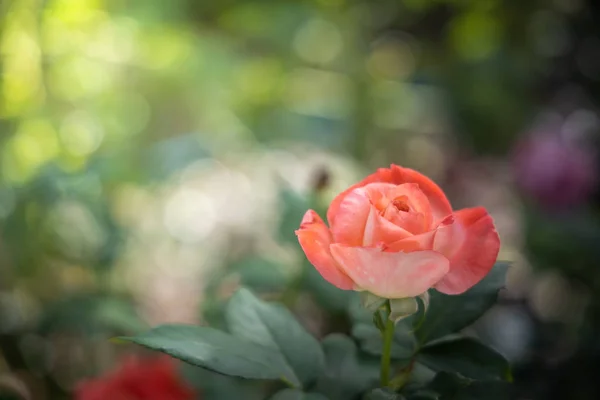 Rosas no jardim — Fotografia de Stock