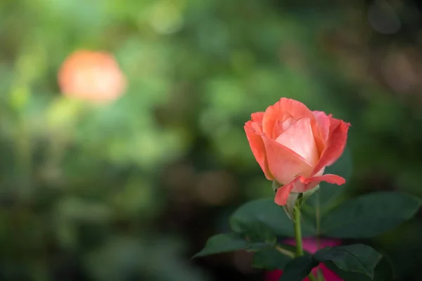 Rosas en el jardín — Foto de Stock