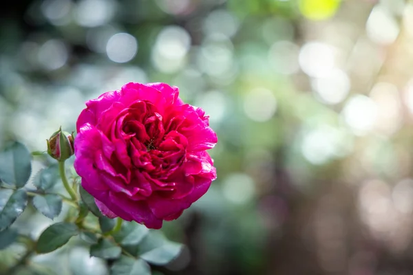 Roses in the garden — Stock Photo, Image