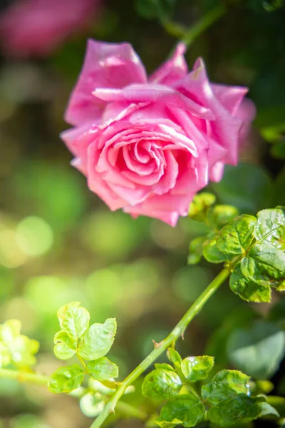 Roses in the garden — Stock Photo, Image