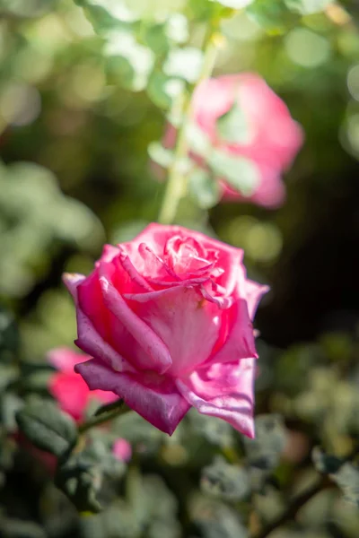 Rosas en el jardín — Foto de Stock