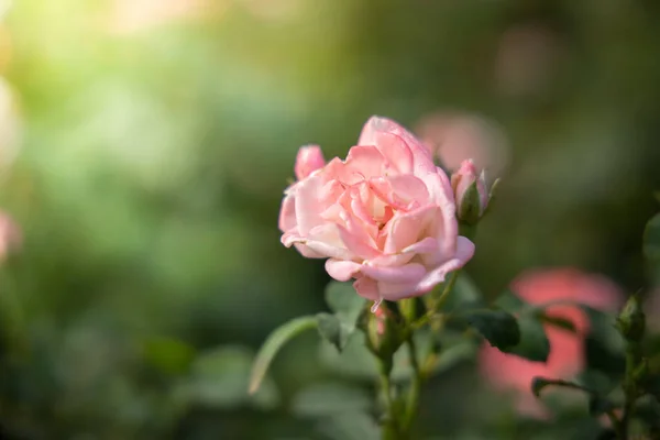 Rosas no jardim — Fotografia de Stock