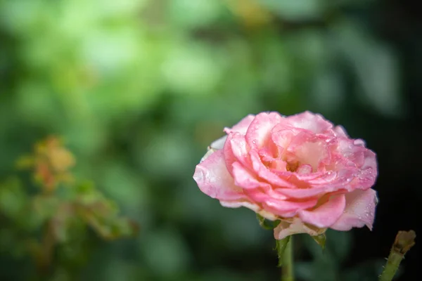 Rosas en el jardín — Foto de Stock