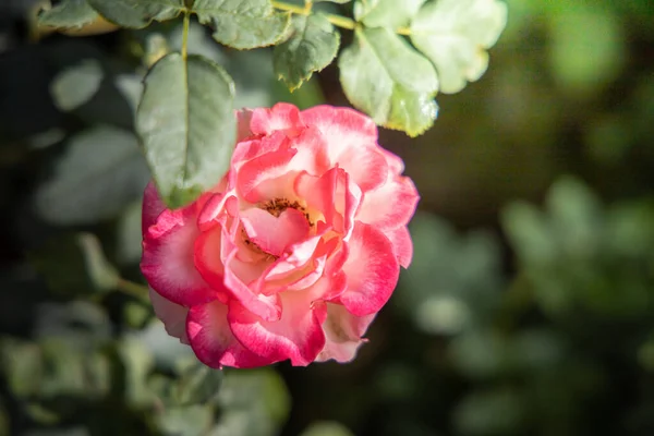 Roses in the garden — Stock Photo, Image