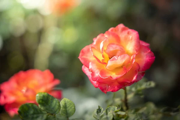 Roses in the garden — Stock Photo, Image