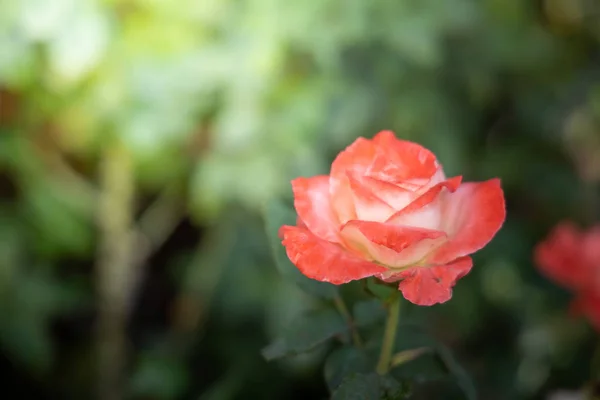 Rosas en el jardín — Foto de Stock