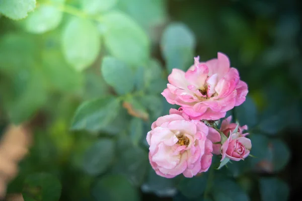 Roses in the garden — Stock Photo, Image