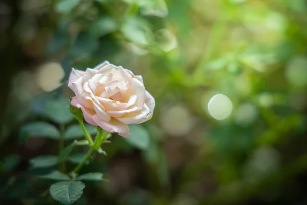 Rosas en el jardín — Foto de Stock