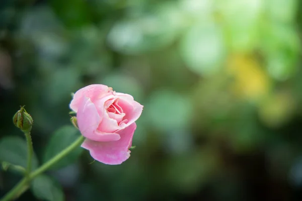 花园里的玫瑰 — 图库照片