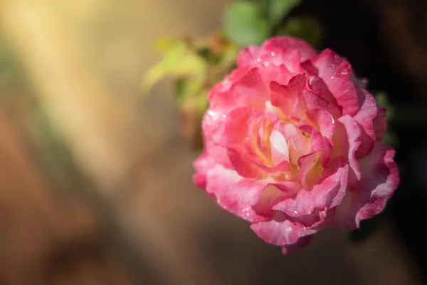 Roses dans le jardin — Photo