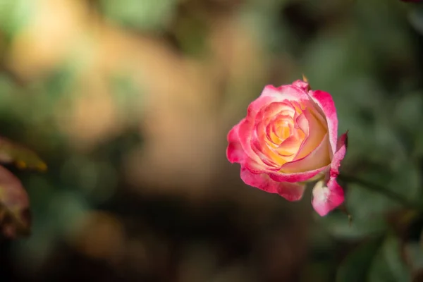 Rosas no jardim — Fotografia de Stock