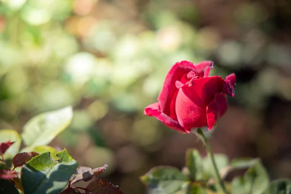 Roses in the garden — Stock Photo, Image