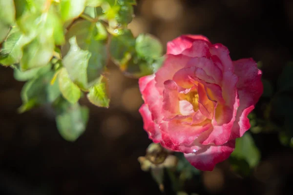 Rosor i trädgården — Stockfoto