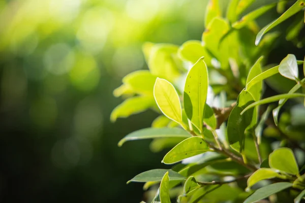 Zamknij zielony liść pod słońcem w ogrodzie. Naturalny ekspresyjne — Zdjęcie stockowe