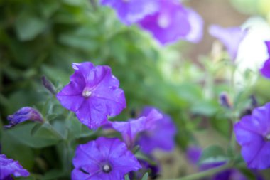 Renkli çiçeklerin arkaplan resmi