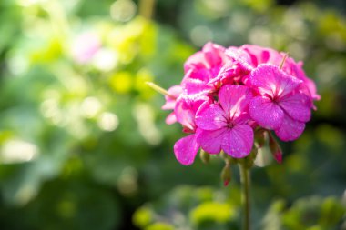 Renkli çiçeklerin arkaplan resmi