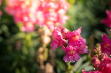 Renkli çiçeklerin arkaplan resmi