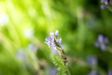 Renkli çiçeklerin arkaplan resmi