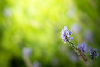 Renkli çiçeklerin arkaplan resmi