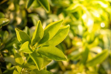 Bahçede güneş ışığı altında yeşil yaprak kapatın. Doğal backgr