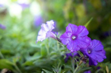 Renkli çiçeklerin arkaplan resmi