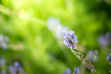 Renkli çiçeklerin arkaplan resmi
