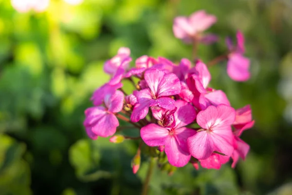 La imagen de fondo de las flores de colores —  Fotos de Stock