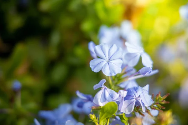 Das Hintergrundbild der bunten Blumen — Stockfoto