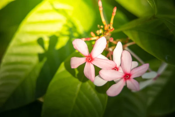 Das Hintergrundbild der bunten Blumen — Stockfoto