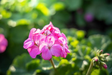 Renkli çiçeklerin arkaplan resmi