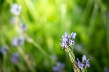 Renkli çiçeklerin arkaplan resmi