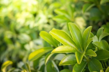 Bahçede güneş ışığı altında yeşil yaprak kapatın. Doğal backgr