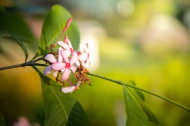 Renkli çiçeklerin arkaplan resmi