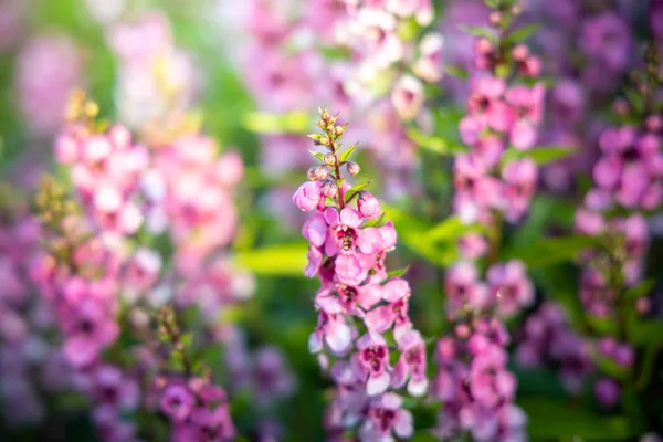 L'image de fond des fleurs colorées — Photo