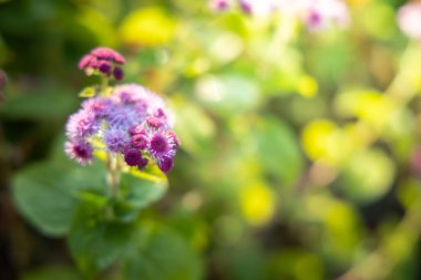 Renkli çiçeklerin arkaplan resmi