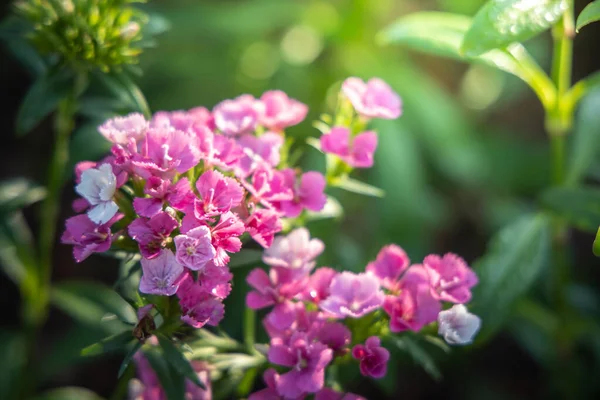 L'image de fond des fleurs colorées — Photo