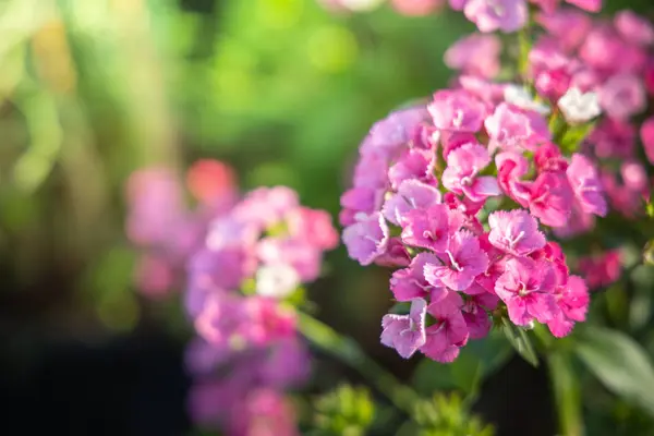 L'image de fond des fleurs colorées — Photo