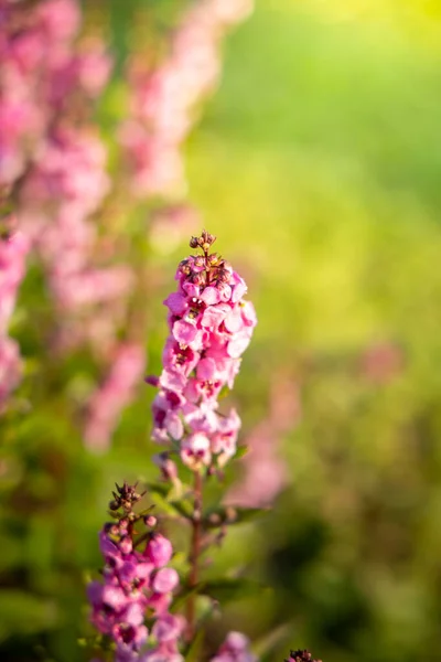 L'image de fond des fleurs colorées — Photo