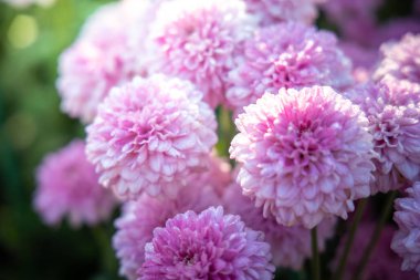 Renkli çiçeklerin arkaplan resmi