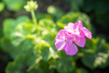 Renkli çiçeklerin arkaplan resmi