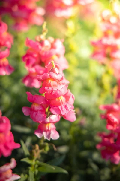 A imagem de fundo das flores coloridas — Fotografia de Stock