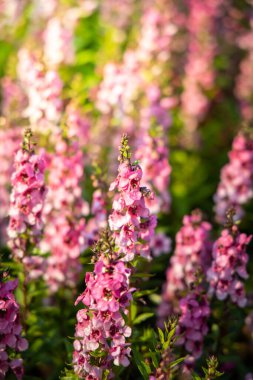 Renkli çiçeklerin arkaplan resmi