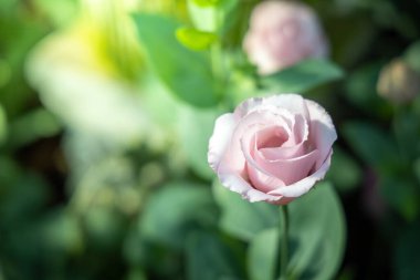 Renkli çiçeklerin arkaplan resmi