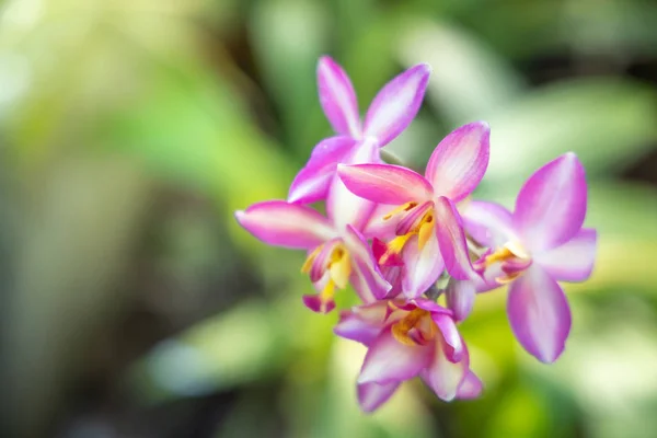 Das Hintergrundbild der bunten Blumen — Stockfoto