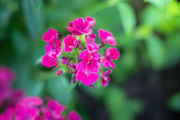 Obraz tła kolorowych kwiatów — Zdjęcie stockowe