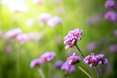 Renkli çiçeklerin arkaplan resmi