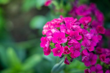 Renkli çiçeklerin arkaplan resmi