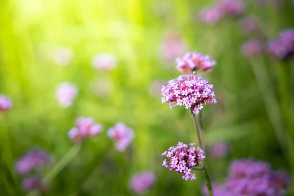 La imagen de fondo de las flores de colores — Foto de Stock