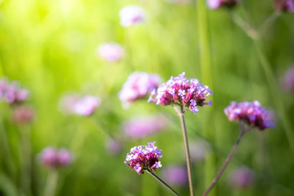 La imagen de fondo de las flores de colores — Foto de Stock